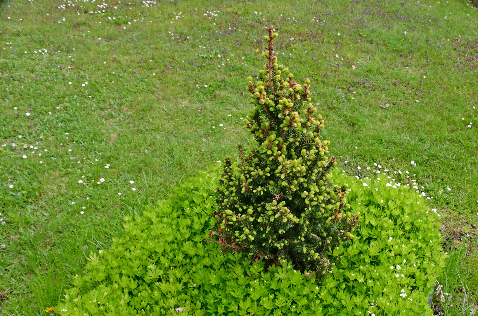 Maiwuchs im Waldmeister