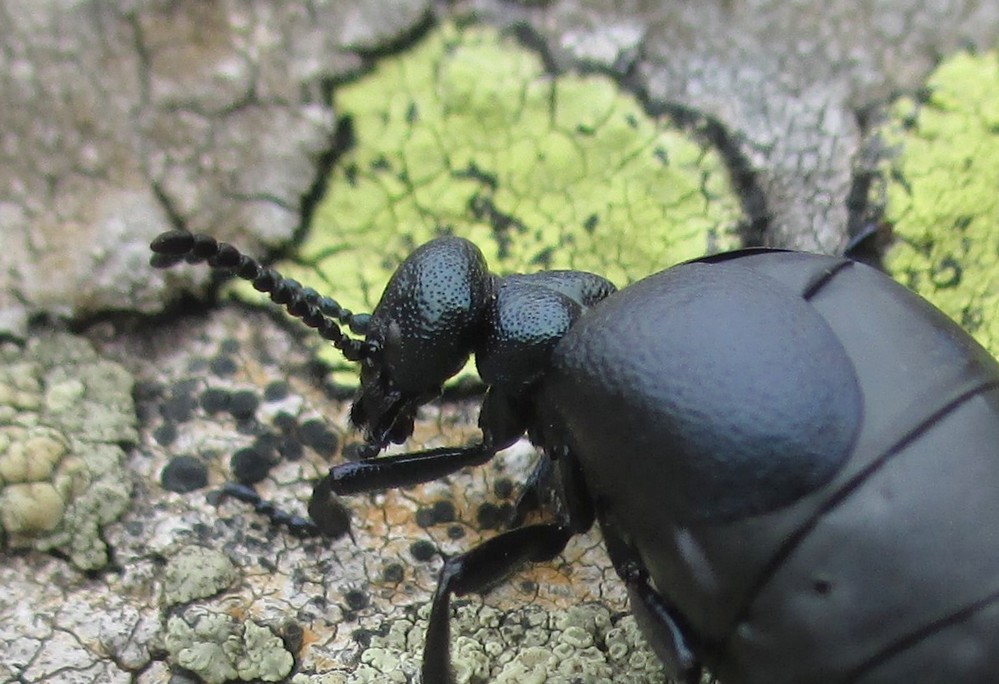 Maiwurm Meloe proscarabaeus, Weibchen, Detail