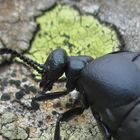 Maiwurm Meloe proscarabaeus, Weibchen, Detail