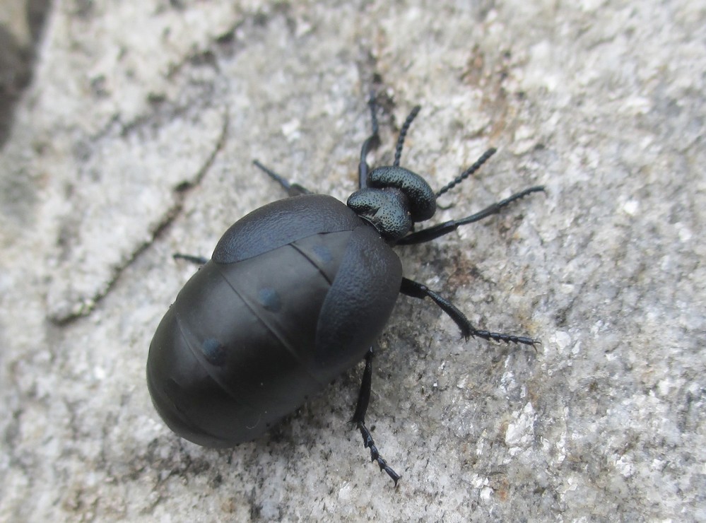 Maiwurm Meloe proscarabaeus, Weibchen