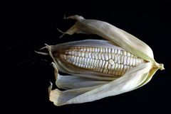 MAIZ GIGANTE del CUZCO