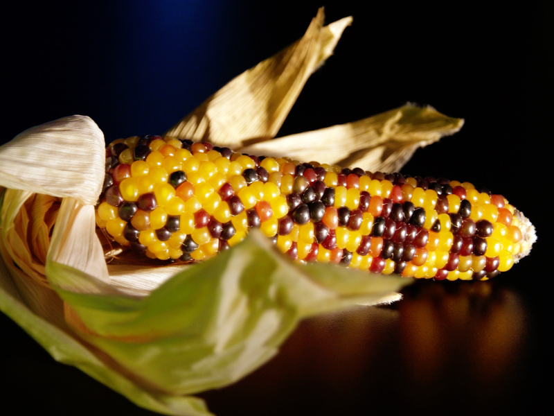 Maize