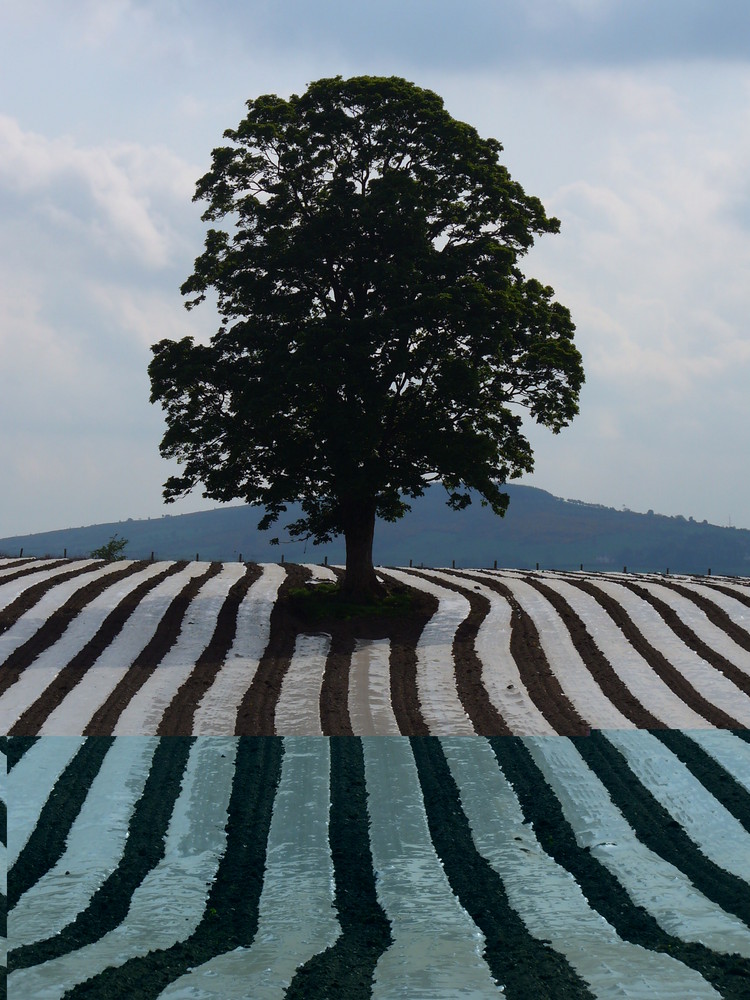 Maize field near Claudy