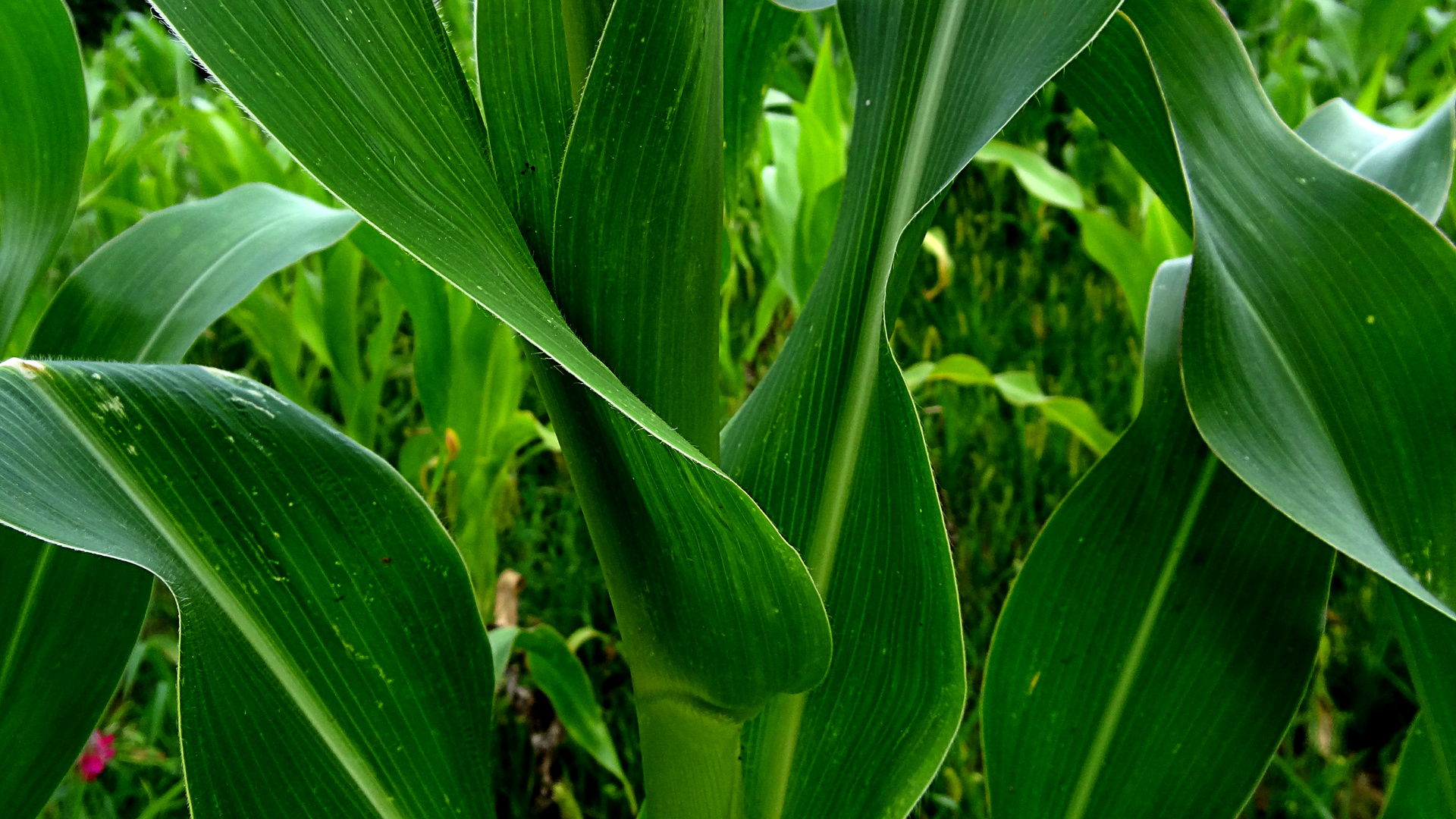 Maize Leaf