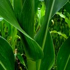 Maize Leaf