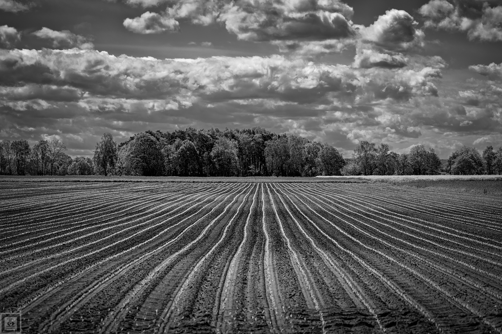 maize seed