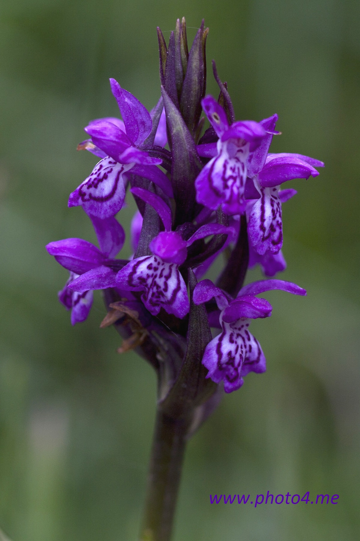 Maj-Gøgeurt (Dactylorhiza majalis ssp. majalis)