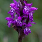 Maj-Gøgeurt (Dactylorhiza majalis ssp. majalis)