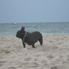 Maja am Strand von Wenningstedt