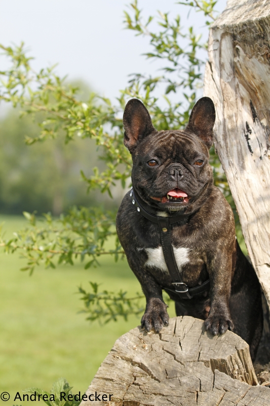 Maja auf dem Baum