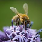 Maja auf der Kugeldistel ;-))