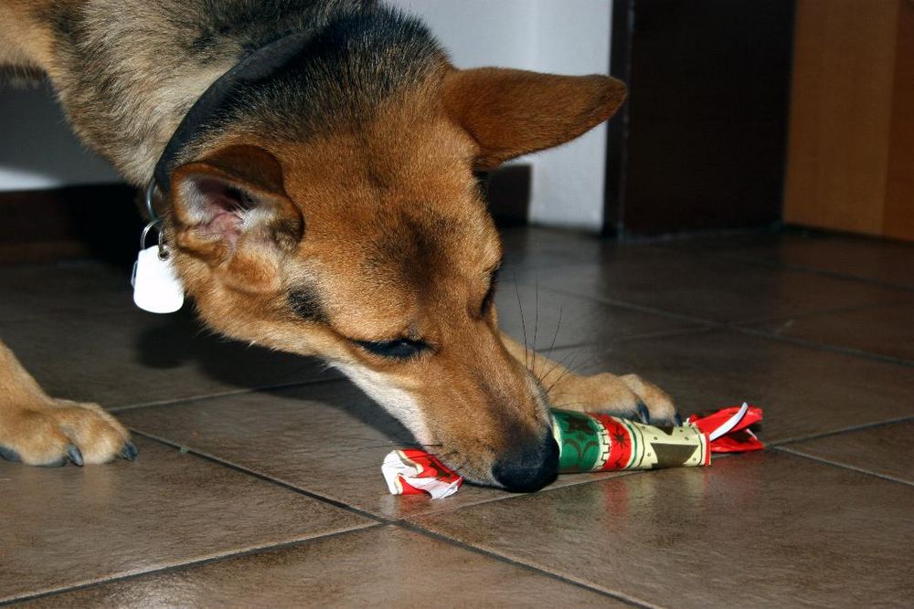 Maja beim Auspacken des Weihnachtsgeschenk