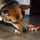 Maja beim Auspacken des Weihnachtsgeschenk