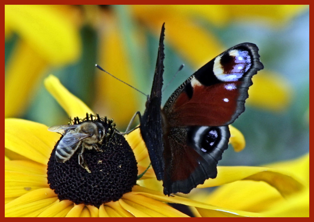 maja & butterfly