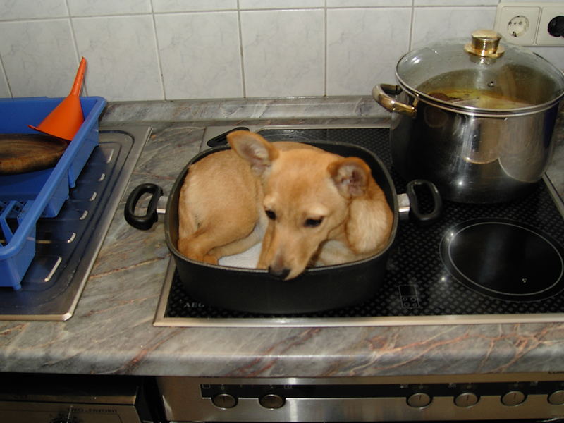 Maja-Hund wird nicht gebraten