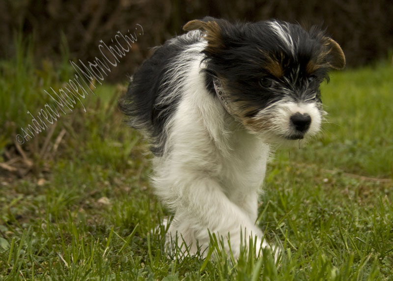 Maja I Foto & Bild | tiere, haustiere, hunde Bilder auf fotocommunity