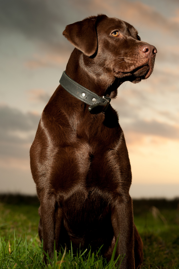 Maja im Abendlicht