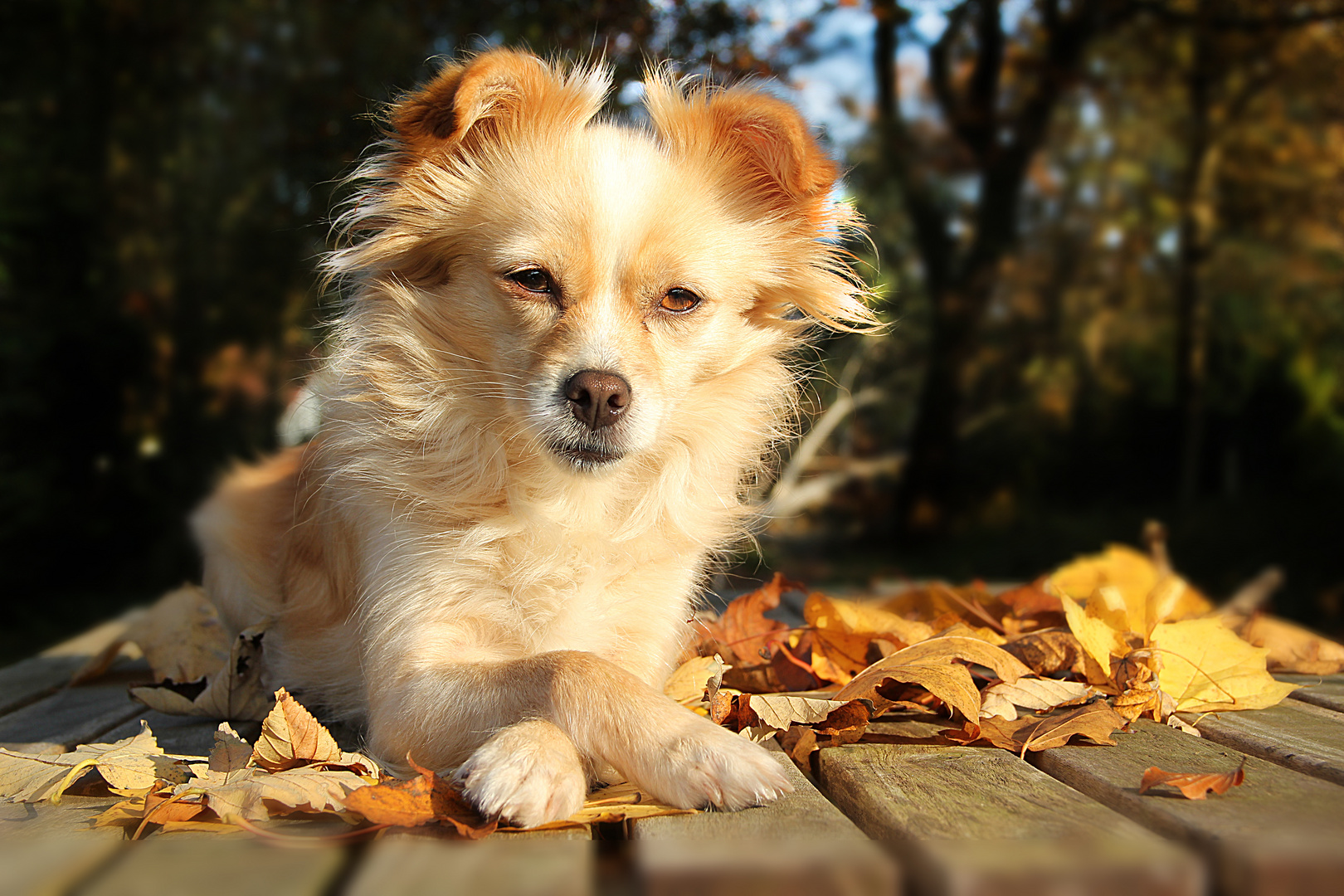 Maja im Herbst