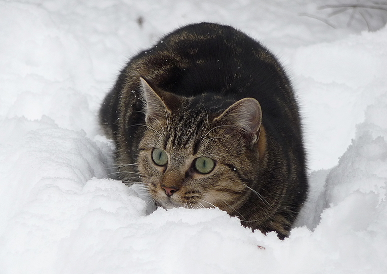 Maja im Schnee