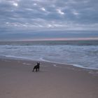 Maja im Sonnenuntergang auf Sylt