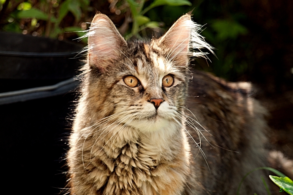 Maja in der Wildnis