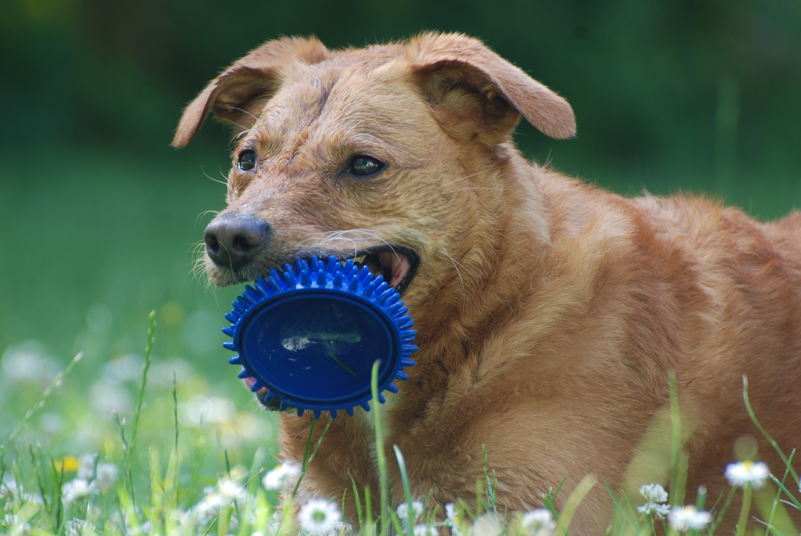 Maja mit dem Igelball