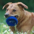 Maja mit dem Igelball