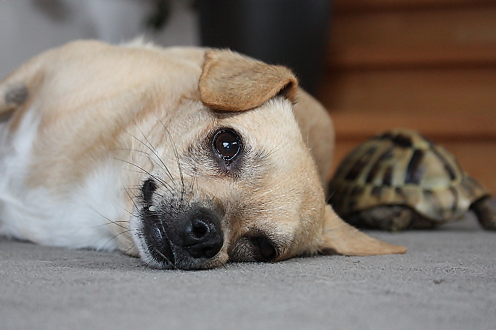 Maja mit Schildkröte Asterix..