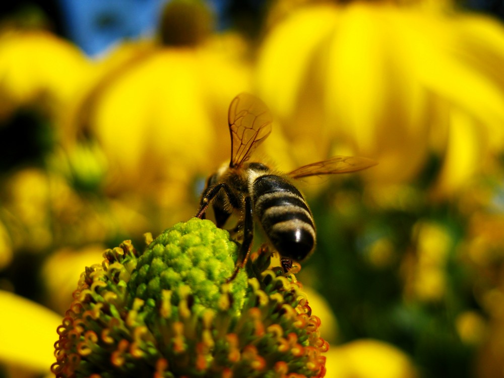 Maja the Bee