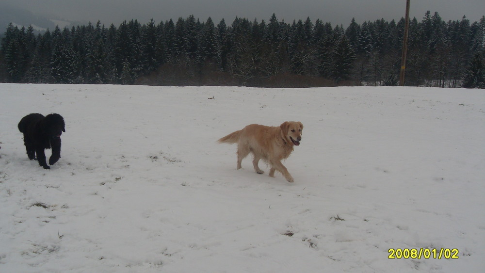 Maja und Balu