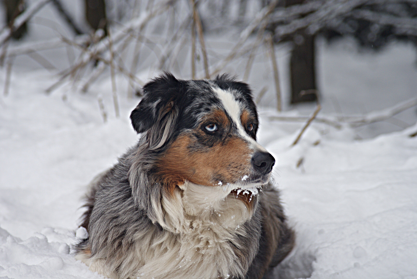 Maja und der Schnee