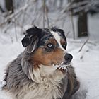 Maja und der Schnee