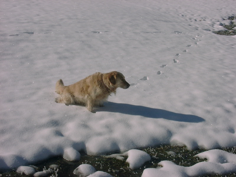 Maja und der schnee