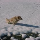 Maja und der schnee