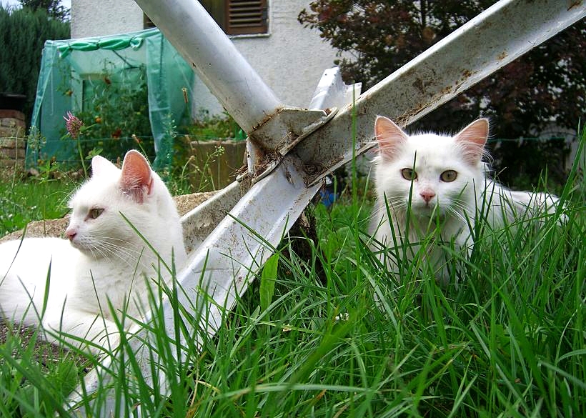 Maja und Mimi