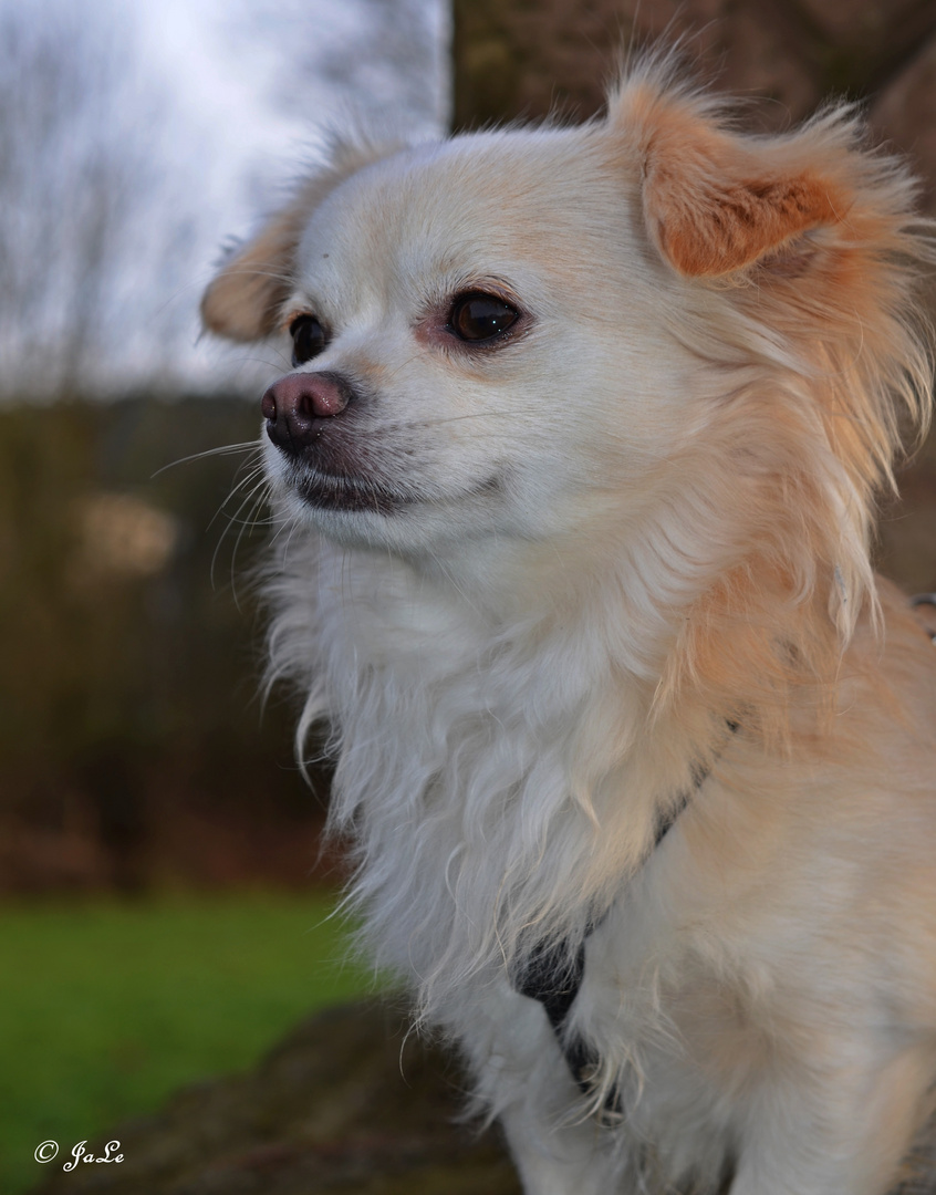 Majästetischer Hund