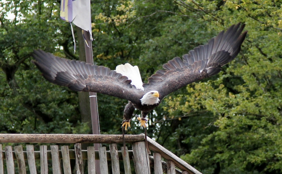 Majastätischer Abflug ...