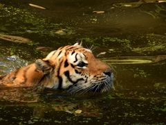 Majestät beim baden