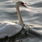 "Majestät der Schwan"