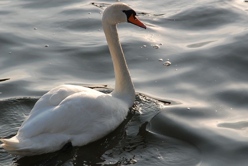 "Majestät der Schwan"