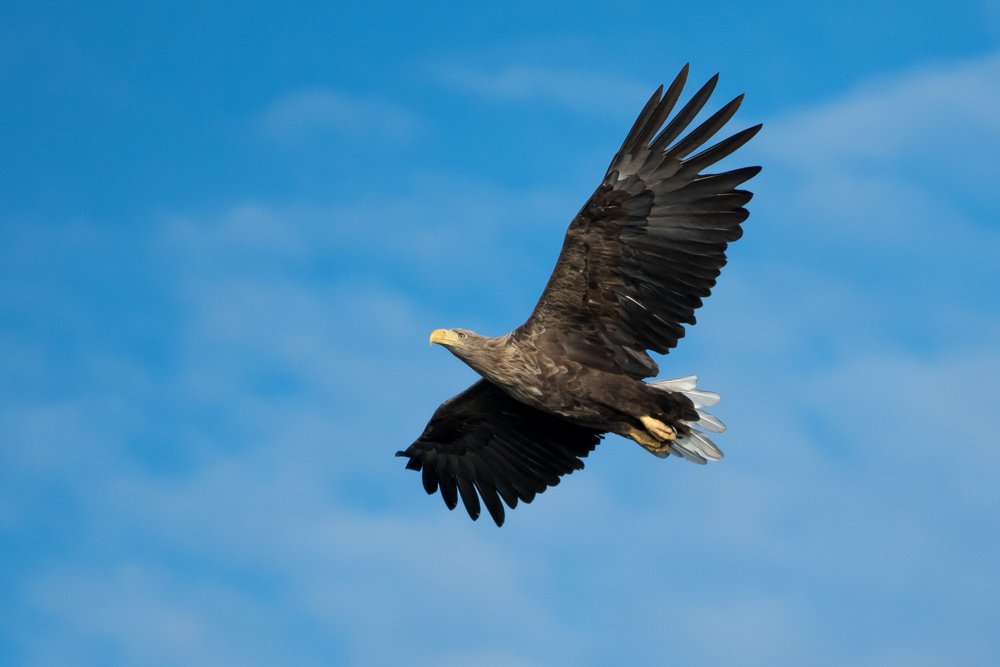 Majestät im Anflug