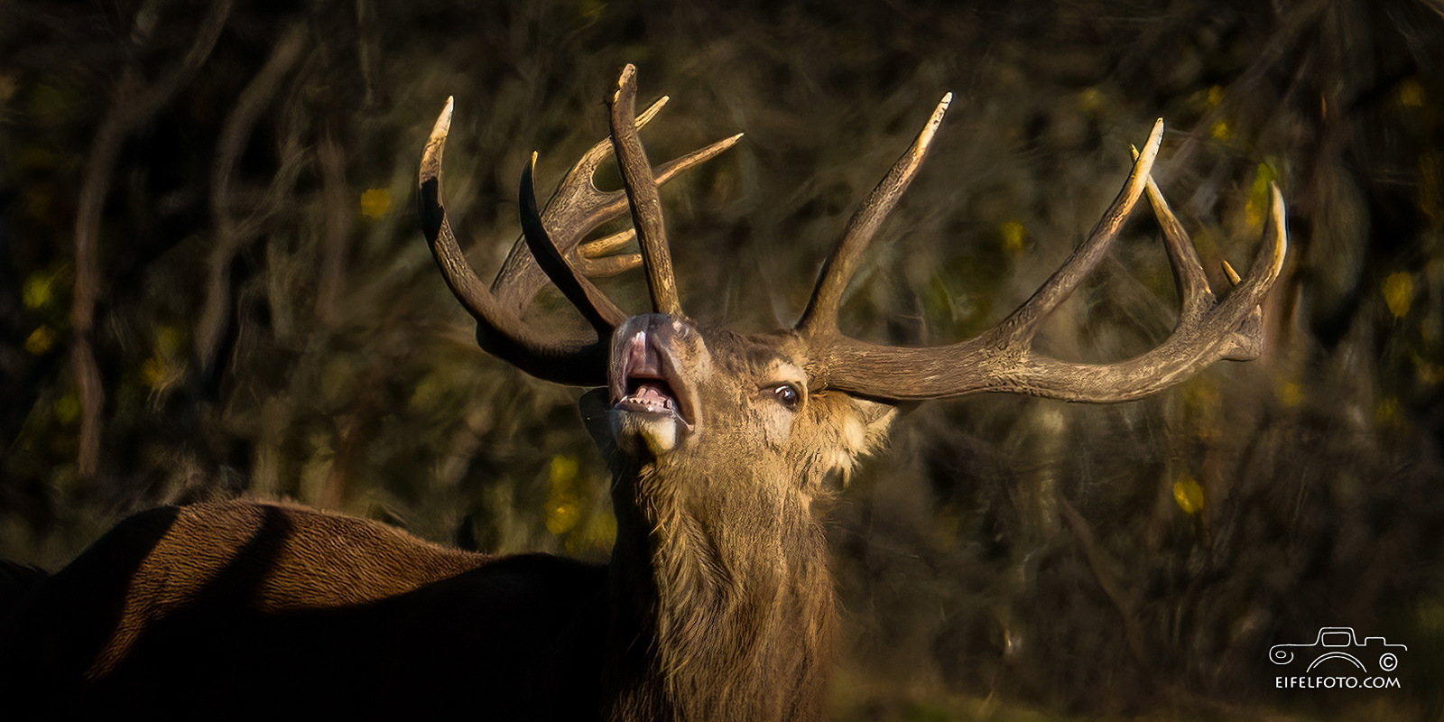 Majestät im Eifelwald