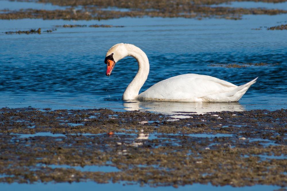 Majestät in der blauen Lagune