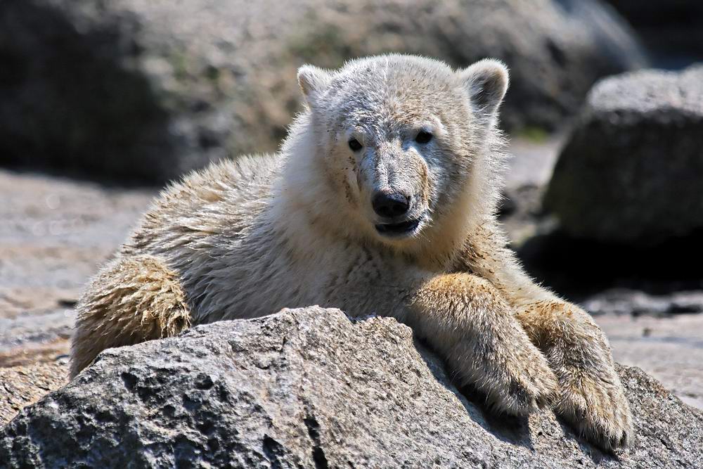 ... Majestät Knut ...