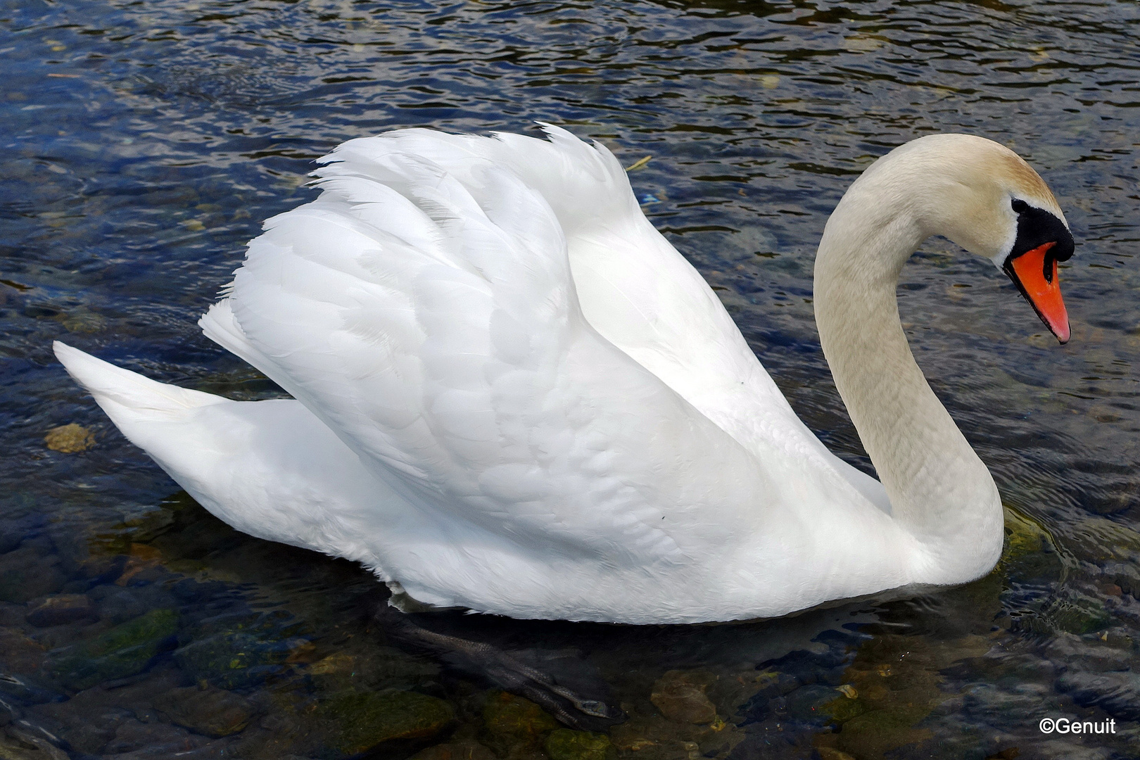 Majestät "Schwan"