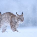 Majestät streift durch ihren ersten Winter