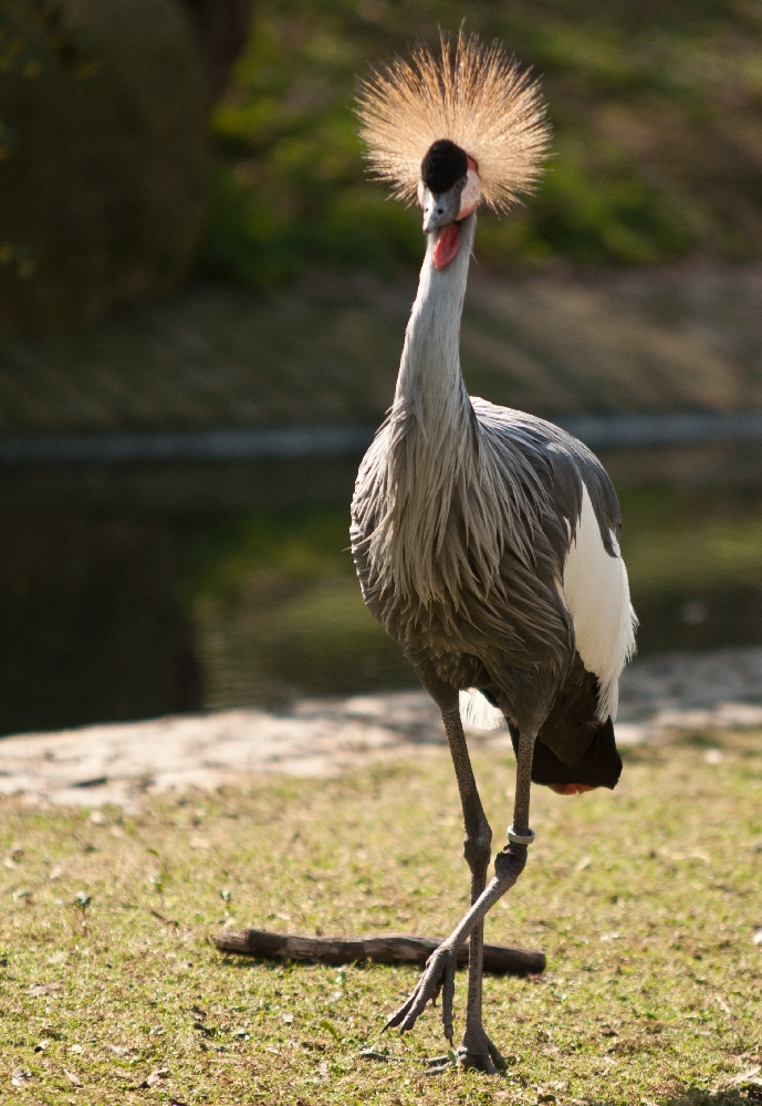 Majestätisch