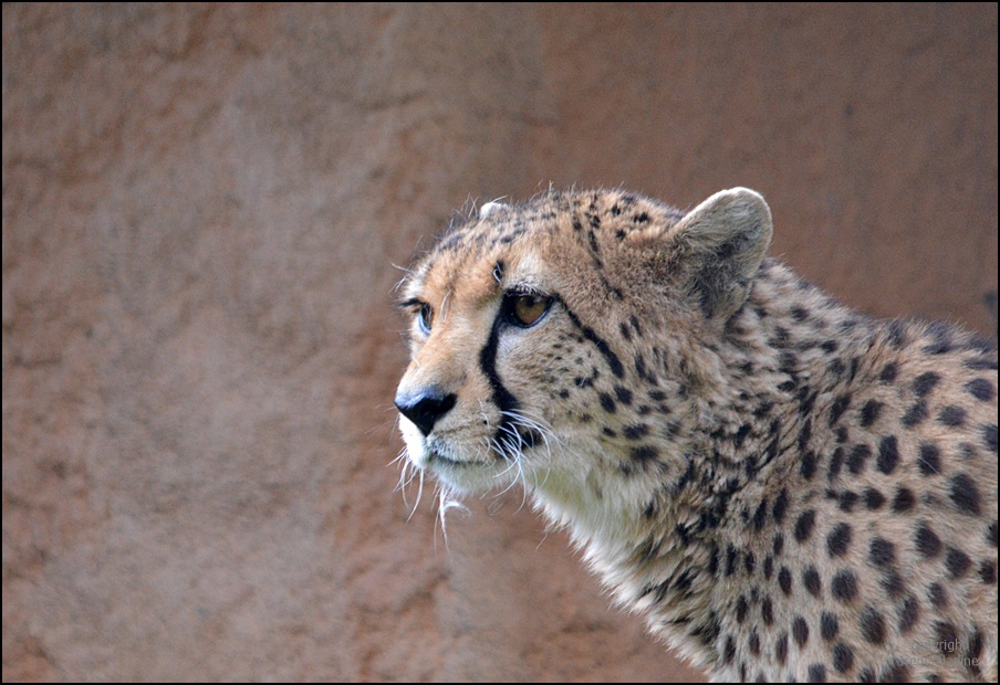 Majestätisch !!! Foto & Bild natur, tiere, zoo, wildpark & falknerei