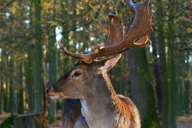 ... majestätisch