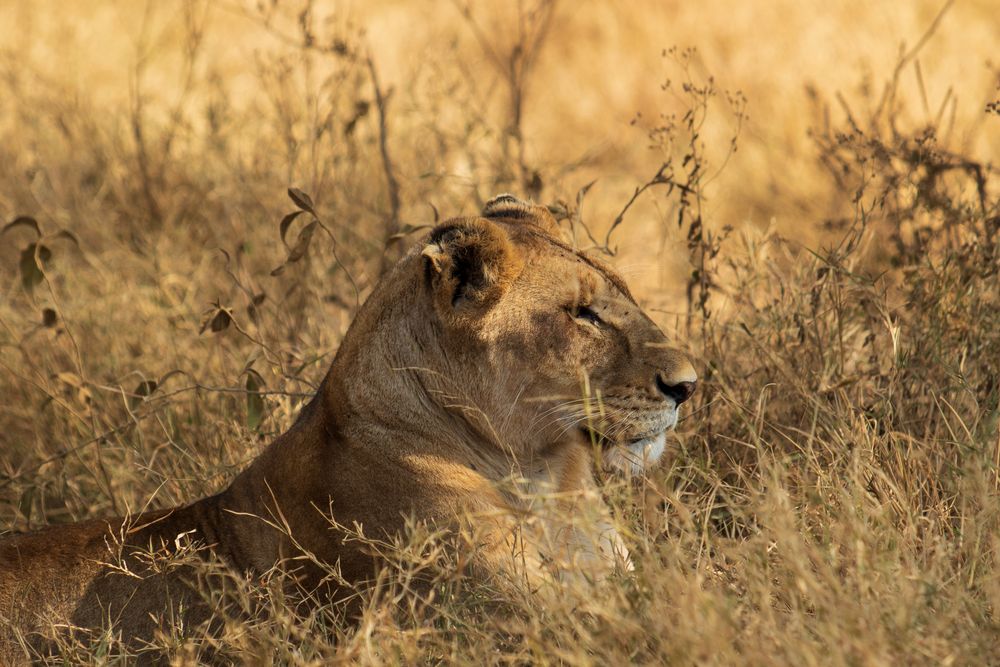 Majestätisch Foto & Bild tiere, wildlife, säugetiere Bilder auf